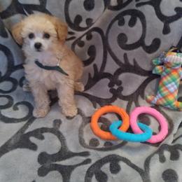 Poodle Puppies from Precious Poodle Babies