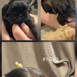 Sable girl - Sable female Shih Tzu puppy in Shinnston, West Virginia from Melissa's World of Shih Tzus