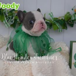 Woody - Blue male French Bulldog puppy in Loxahatchee, Florida from Blue Wonder Frenchies