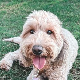 Goldendoodles from Sunny Days Doodles