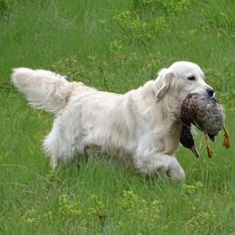 Winston - Golden Retriever