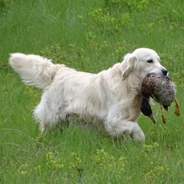 Winston - Golden Retriever