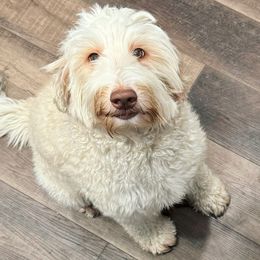 Maple - Goldendoodle