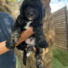 Goldendoodle Puppies from Simply Doodles Ojai