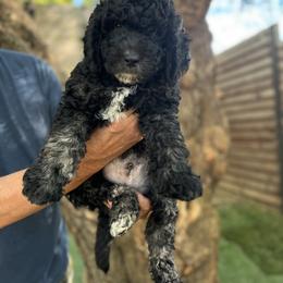 Goldendoodle Puppies from Simply Doodles Ojai