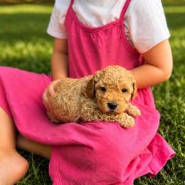 Poodle Puppies from Poodle Love
