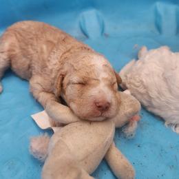 Lagotto Romagnolo Puppies from Regal Romagnolos