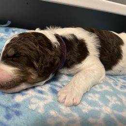 Poodle Puppies from Country Side Kennels