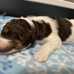Poodle Puppies from Country Side Kennels