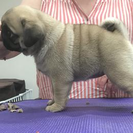 Pug Puppies from Pickwick Pugs