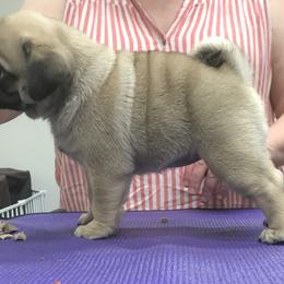 Pug Puppies from Pickwick Pugs