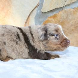 Salem - Red merle male Australian Shepherd puppy in Macon, Georgia from Shaina’s Shepherds