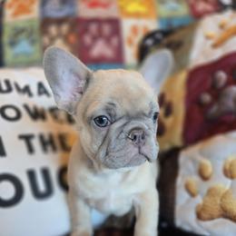 Boy 3 - Blue male French Bulldog puppy in Crane, Missouri from James River French Bulldogs