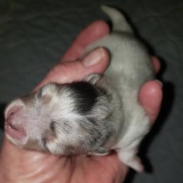 Angel - Blue merle female Pomeranian puppy in Weatherford, Texas from Jeweled Poms