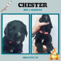 Chester - male Golden Mountain Dog puppy in Boiling Springs, South Carolina from OlliePups, LLC