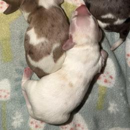 Boy 3 Red Dapple Piebald - Dapple male Dachshund puppy in Knoxville, Tennessee from Over The Moon Minis