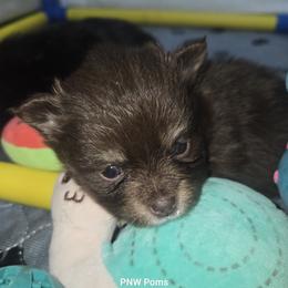 Pomeranian puppies from Pacific Northwest Pomeranians