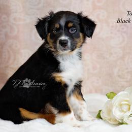 Boy 1 - Black tri male Miniature Australian Shepherd puppy in Mechanicsburg, Pennsylvania from TJ's Aussies