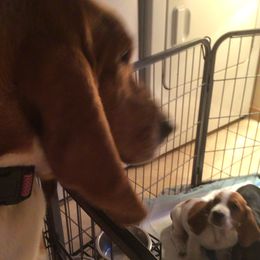 Penelope - Basset Hound