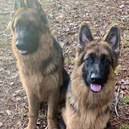 German Shepherds from Royal Pines German Shepherds