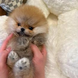 Tisza (toy) - Orange female Pomeranian puppy in Citrus Heights, California from Yev and Marina's Pomeranians (AKC)