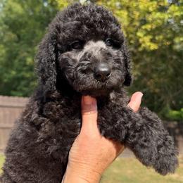 Dark Blue Collar - Black male Goldendoodle puppy in Ringgold, Georgia from Sweet B’s Goldendoodles