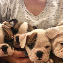 Bulldog and Miniature Australian Shepherd Puppies from RKC English Bulldogs and Mini Aussies
