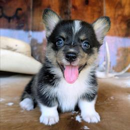 Daphne Moon - Brindle and white female American Corgi puppy in Shawnee, Oklahoma from Sunray Ranch