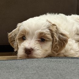Goldendoodle Puppies from Griffitts Doodles