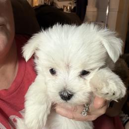 Maltese Puppies from Ayres to Heirs Puppy Co.
