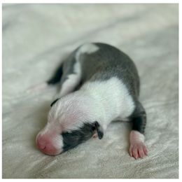 Mr. Tokyo - White and blue male Italian Greyhound puppy in Texas from Italian Greyhounds of Frisco