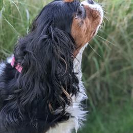 Cavalier King Charles Spaniel and Cavapoo All Grown Up from Terrace Cavaliers and Cavapoo’s