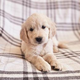 Pink Collar - Light golden female Golden Retriever puppy in Coarsegold, California from Sierra Hills Retrievers