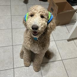 Bella - Poodle