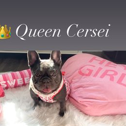 Cersei - French Bulldog