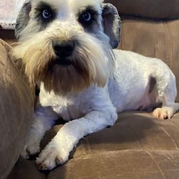 Piper - Miniature Schnauzer