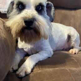 Piper - Miniature Schnauzer