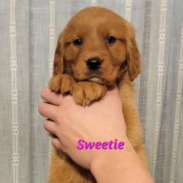 Sweetie - Dark golden female Golden Retriever puppy in Scurry, Texas from 07 Seven Oaks Goldens and Doodles
