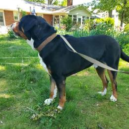 Beau - Black, white and red male Greater Swiss Mountain Dog puppy in Hockessin, Delaware from Simply Swissies