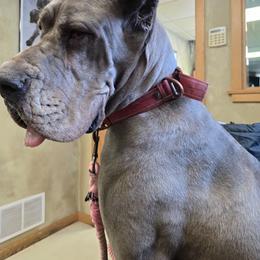 River - Great Dane