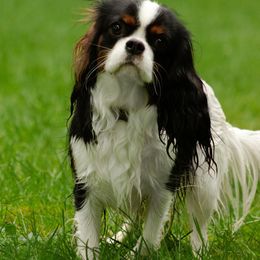 Lily - Cavalier King Charles Spaniel