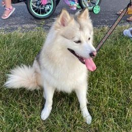 Flurry - Pomsky