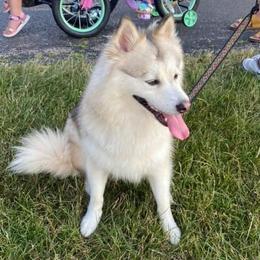 Flurry - Pomsky
