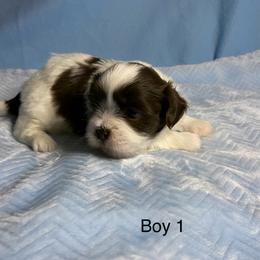 Boy 1 - Sable and white male Shih Tzu puppy in Zeigler, Illinois from Dandy Little  Shih Tzu, Shih Poo's and Toy Poodles