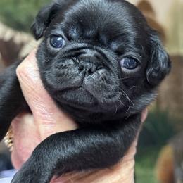 BLACK FEMALE - Black female Pug puppy in Saugus, Massachusetts from Pug Puppies of Boston