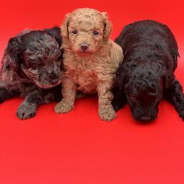 Goldendoodle, Shorkie, and Yorkshire Terrier Puppies from Jenny La Bone