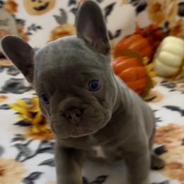 Mario - Blue male French Bulldog puppy in Las Vegas, Nevada from Haus of Sin City Hunz