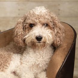 Mochi - Goldendoodle