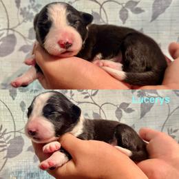 Lucerys - Black and white male Border Collie puppy in Santa Cruz, California from Von Guadachi German Shepherds & Audacity Border Collies