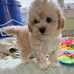 Lucy - Apricot female Maltipoo puppy in Colonial Beach, Virginia from BeachRidge Pups